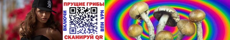 Псилоцибиновые грибы Psilocybe  где можно купить   Котлас 